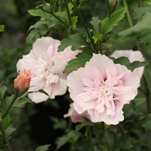 Syrisk rose "Pink Chiffon"
